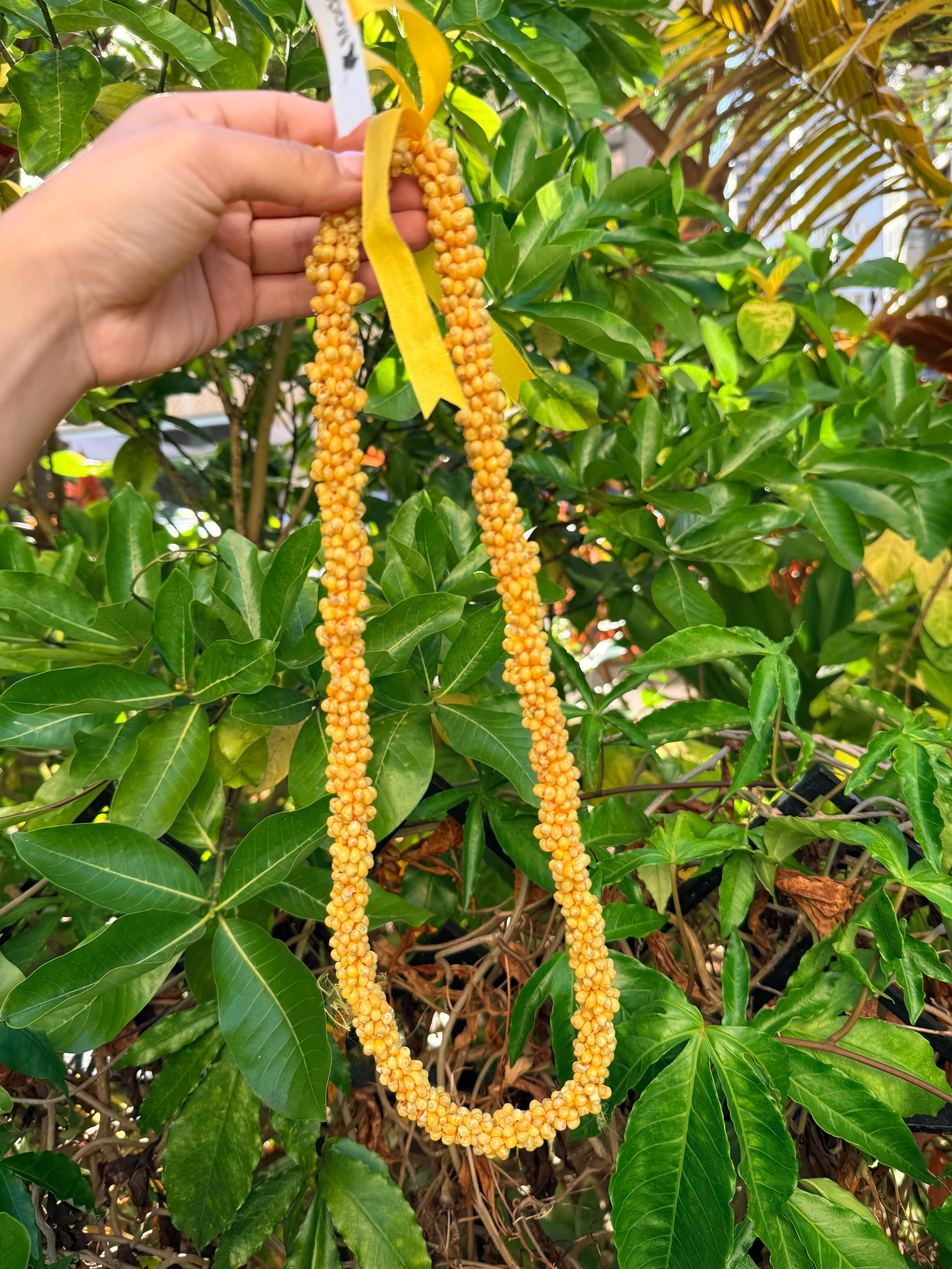 Yellow Mongo Shell Lei